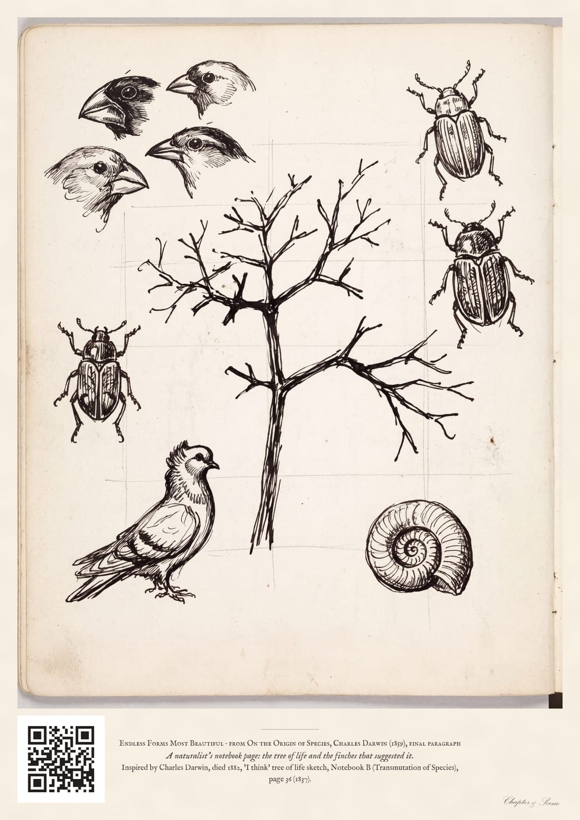 Darwin tree of life print in sepia and ink on aged paper: a branching tree surrounded by finches' heads, beetles, a pigeon and a fossil shell, with the closing line of On the Origin of Species set beneath.
