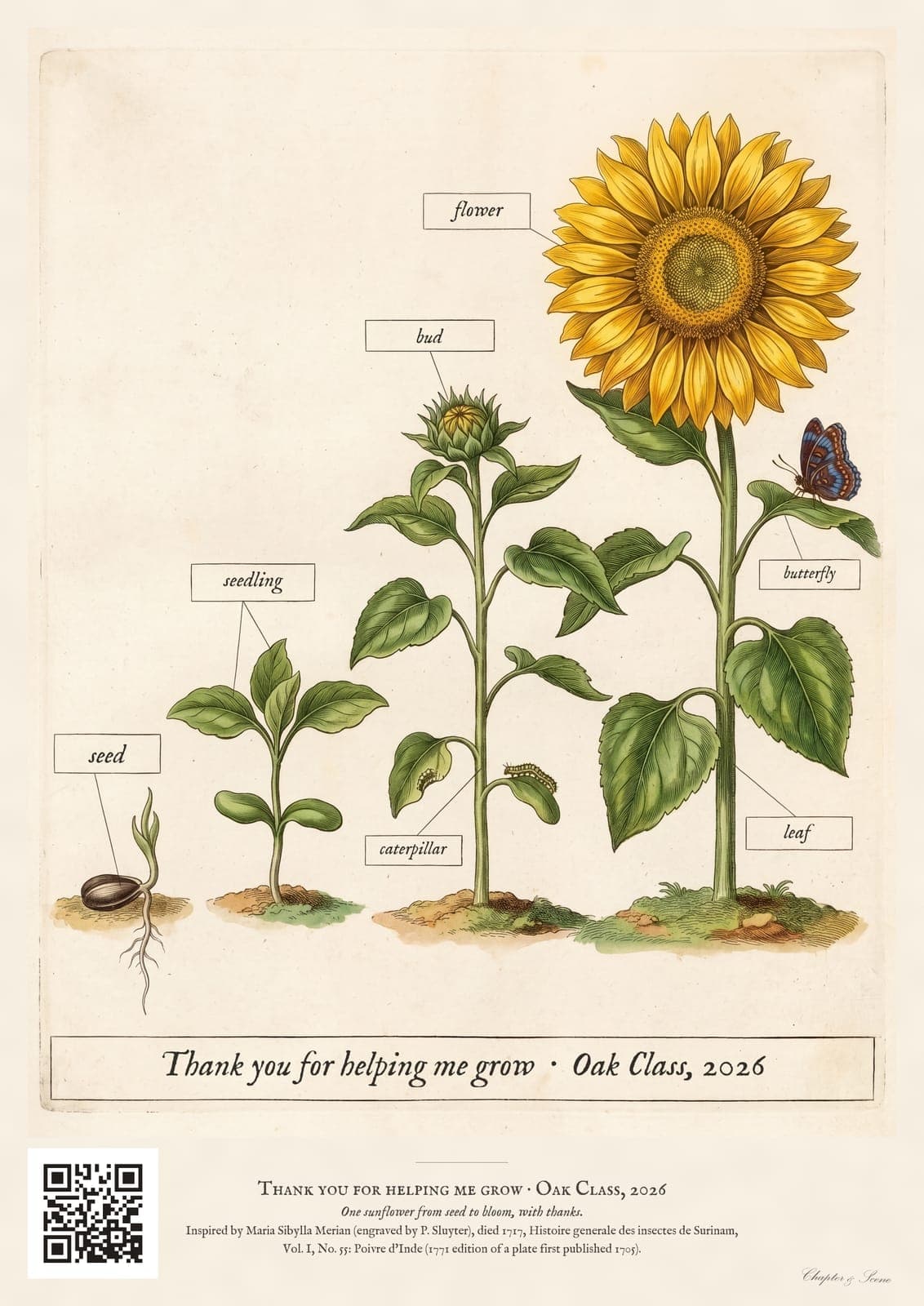 Personalised teacher thank-you print in the style of a coloured botanical engraving: one plant shown in four stages from seed to flower on cream, with Thank you for helping me grow and a line for the class name and year.